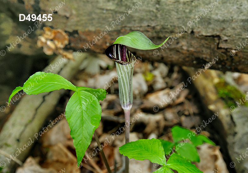 Jack-in-the-pulpit (Arisaema triphyllum)